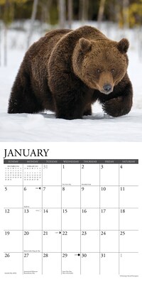 2025 Willow Creek Grizzlies 12" x 12" Monthly Wall Calendar (43240)