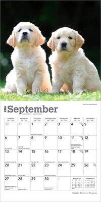 2026 BrownTrout Golden Retriever Puppies 7" x 7" Monthly Wall Calendar (9798330703456)