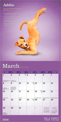 2026 BrownTrout Yoga Puppies 7" x 7" Monthly Wall Calendar (9798330701988)