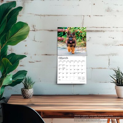 2026 BrownTrout German Shepherds 7" x 7" Monthly Wall Calendar (9798330707690)