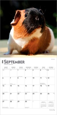 2026 BrownTrout Guinea Pigs 12" x 12" Monthly Wall Calendar (9798330703579)