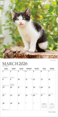 2026 Plato Kitten Cuddles 12" x 12" Monthly Wall Calendar (9798330706792)