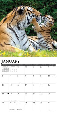 2026 Willow Creek Tigers 12" x 12" Monthly Wall Calendar (52969)