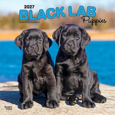 2027 BrownTrout Black Labrador Retriever Puppies 12 x 12 Monthly Wall Calendar (9798330712526)