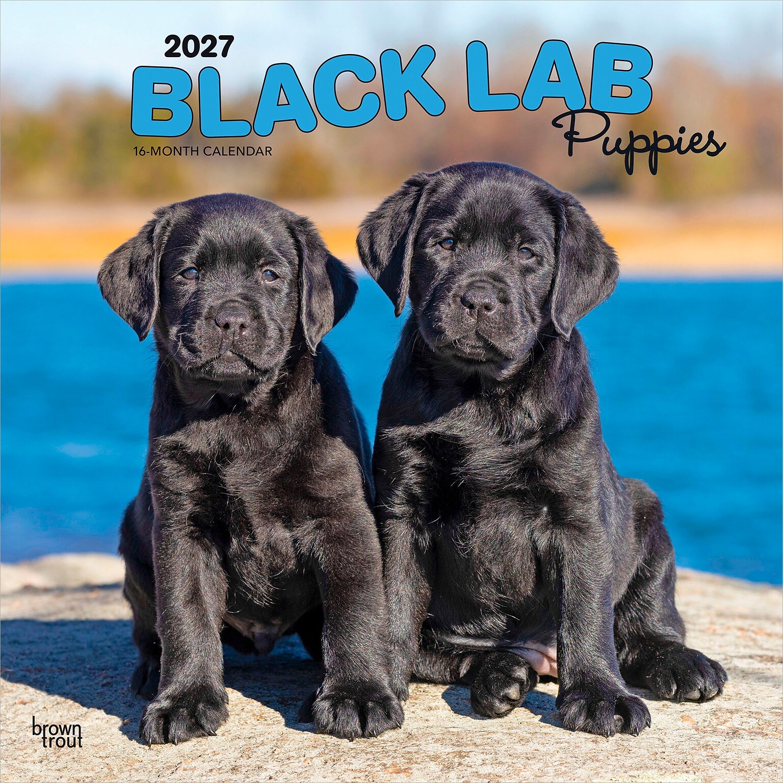 2027 BrownTrout Black Labrador Retriever Puppies 12 x 12 Monthly Wall Calendar (9798330712526)