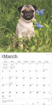 2025 BrownTrout Pugs 12" x 12" Monthly Wall Calendar (9781975477585)