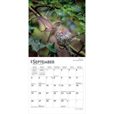 2027 BrownTrout Hummingbirds 7" x 7" Monthly Wall Calendar (9798330709830)