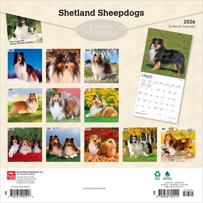 2026 BrownTrout Shetland Sheepdogs 12 x 12 Monthly Wall Calendar (9798330705511)