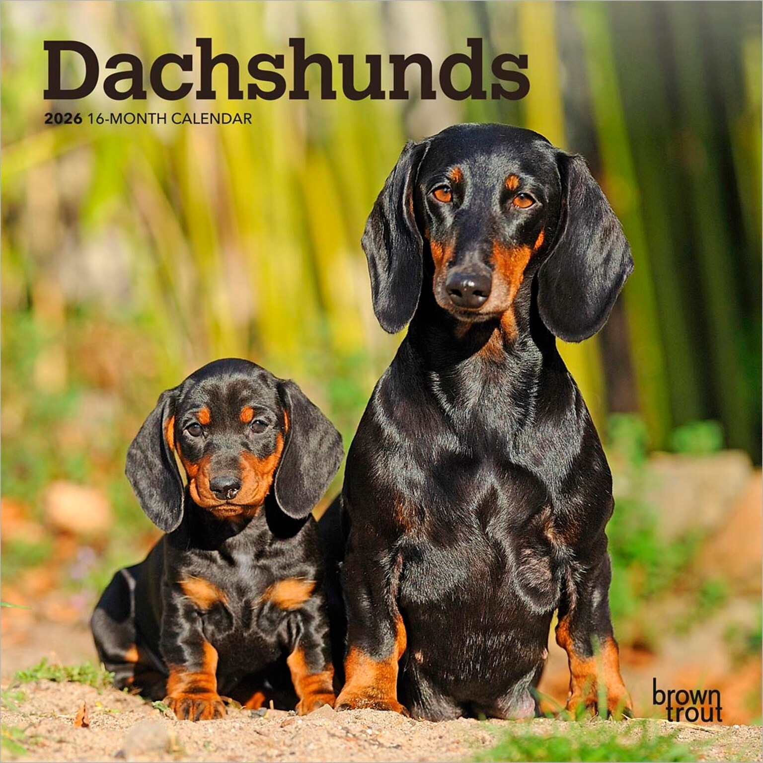 2026 BrownTrout Dachshunds 7 x 7 Monthly Wall Calendar (9798330703111)