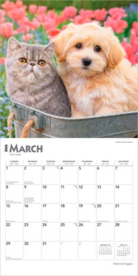 2026 BrownTrout Kittens & Puppies 12" x 12" Monthly Wall Calendar (9798330704101)