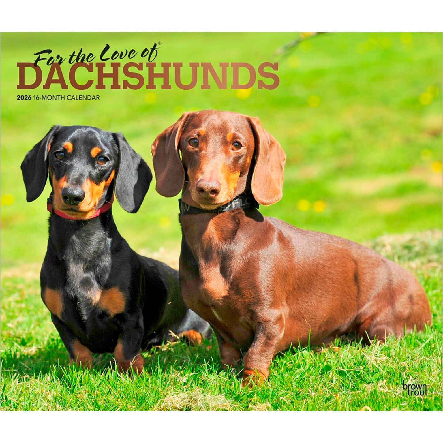 2026 BrownTrout For the Love of Dachshunds 14 x 12 Monthly Wall Calendar (9798330707140)