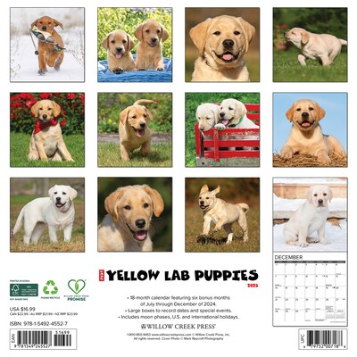 2025 Willow Creek Just Yellow Lab Puppies 12 x 12 Monthly Wall Calendar (45527)