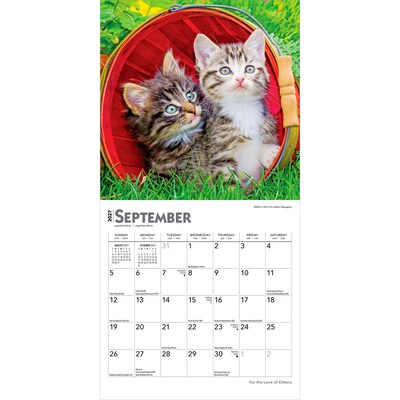 2027 BrownTrout For the Love of Kittens 7" x 7" Monthly Wall Calendar (9798330709731)