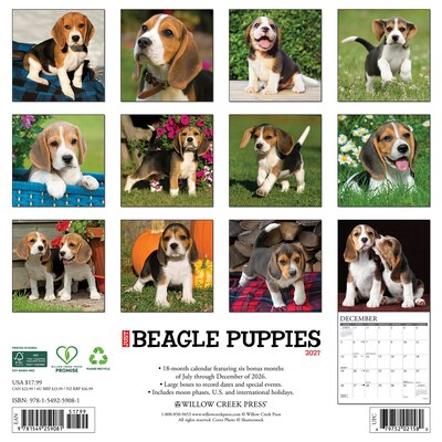 2027 Willow Creek Beagle Puppies 12 x 12 Monthly Wall Calendar, Assorted Colors (59081)