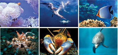 Custom Underwater World Spiral Wall Calendar