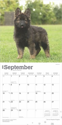 2025 BrownTrout German Shepherd Puppies 12" x 12" Monthly Square Wall Calendar (9781975477004)