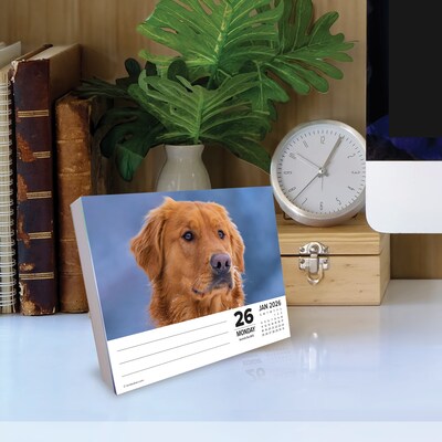 2026 Willow Creek Goldens 6.2" x 5.4" Day-to-Day Calendar (54192)