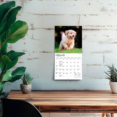 2027 BrownTrout Golden Retriever Puppies 7" x 7" Monthly Wall Calendar, Assorted Colors (9798330710010)