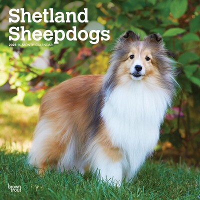 2025 BrownTrout Shetland Sheepdogs 12 x 24 Monthly Square Wall Calendar, (9781975477721)