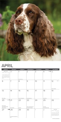 2025 Willow Creek Just English Springer Spaniels 12" x 12" Monthly Wall Calendar (42823)