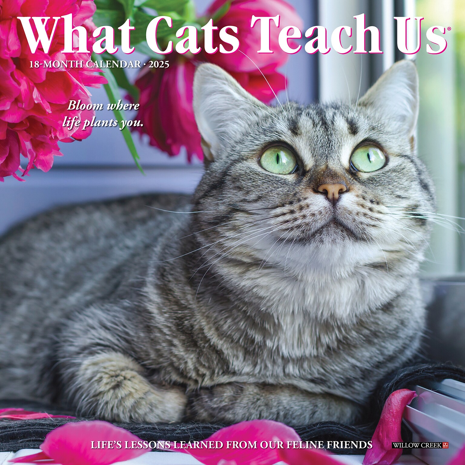 2025 Willow Creek What Cats Teach Us 7 x 7 Monthly Wall Calendar  (46012)