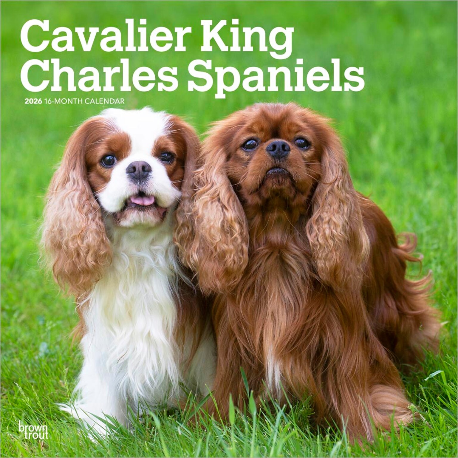 2026 BrownTrout Cavalier King Charles Spaniels 12 x 12 Monthly Wall Calendar (9798330702824)