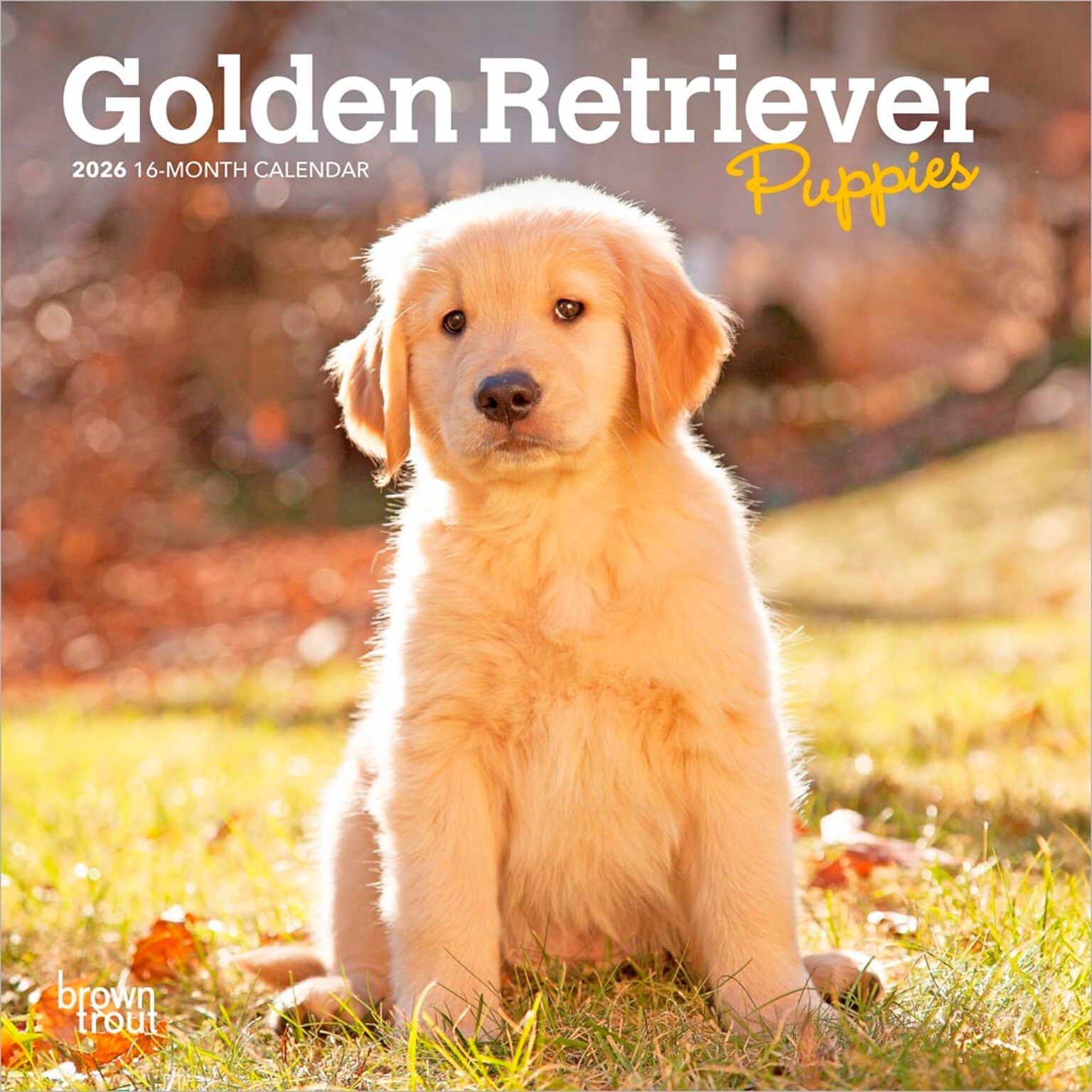 2026 BrownTrout Golden Retriever Puppies 7 x 7 Monthly Wall Calendar (9798330703456)