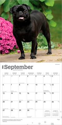 2026 BrownTrout Pugs 12" x 12" Monthly Wall Calendar (9798330705238)