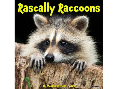 2023 Willow Creek Rascally Raccoons 12 x 12 Monthly Wall Calendar (27424)