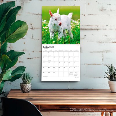 2026 BrownTrout Baby Goats 12" x 12" Monthly Wall Calendar (9798330702268)