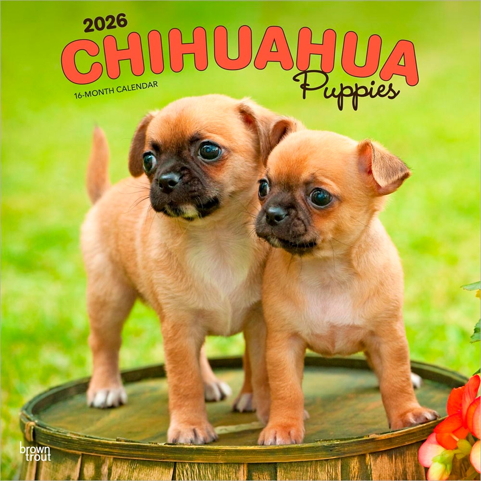 2026 BrownTrout Chihuahua Puppies 12 x 12 Monthly Wall Calendar (9798330702923)