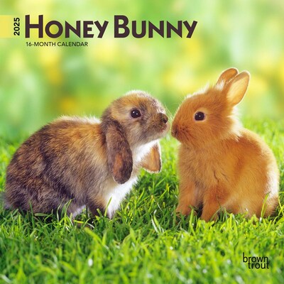 2025 BrownTrout Honey Bunny 7 x 7 Monthly  Wall Calendar (9781975474096)