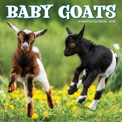 2025 Willow Creek Baby Goats 12 x 12 Yearly Wall Calendar (41536)
