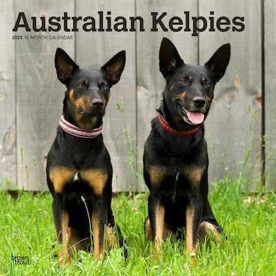 2025 BrownTrout Australian Kelpies 12 x 24 Monthly Square Wall Calendar (9781975476540)