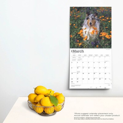 2025 BrownTrout Collies 12" x 24" Monthly Square Wall Calendar, (9781975476861)