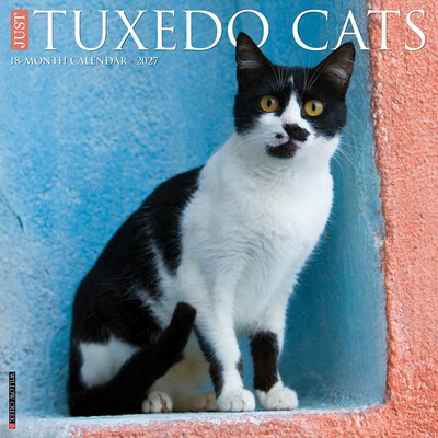 2027 Willow Creek Tuxedo Cats 12 x 12 Monthly Wall Calendar, Assorted Colors (62715)