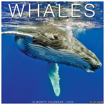 2025 Willow Creek Whales 12 x 12 Yearly Wall Calendar (46654)