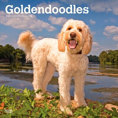 2023 BrownTrout Goldendoodles 12 x 12 Monthly Wall Calendar (9781975451691)
