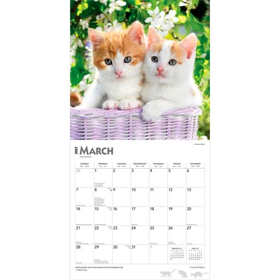 2027 BrownTrout I Love Kittens 12" x 12" Monthly Wall Calendar (9798330711802)