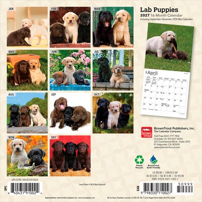 2027 BrownTrout Lab Puppies 7 x 7 Monthly Wall Calendar (9798330710027)
