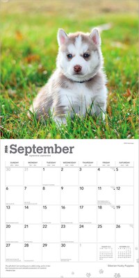 2026 BrownTrout Siberian Husky Puppies 12" x 12" Monthly Wall Calendar (9798330705603)