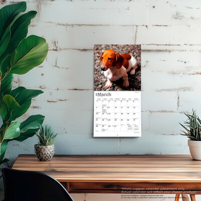 2027 BrownTrout Dachshunds 7" x 7" Monthly Wall Calendar, Assorted Colors (9798330709984)