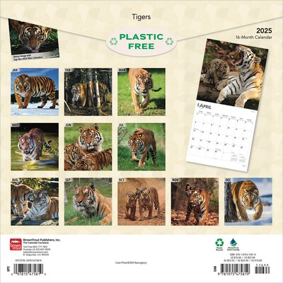 2025 BrownTrout Tigers 12" x 12" Monthly Square Wall Calendar (9781975475819)