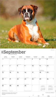 2026 BrownTrout For the Love of Boxers 14" x 12" Monthly Wall Calendar (9798330707126)