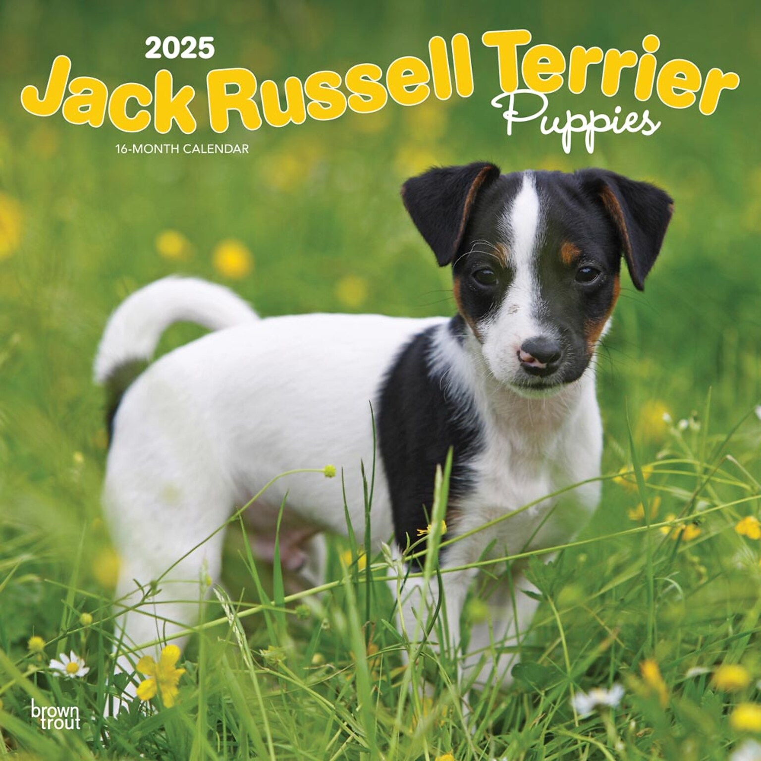 2025 BrownTrout Jack Russell Terrier Puppies 12 x 12 Monthly Wall Calendar (9781975477226)