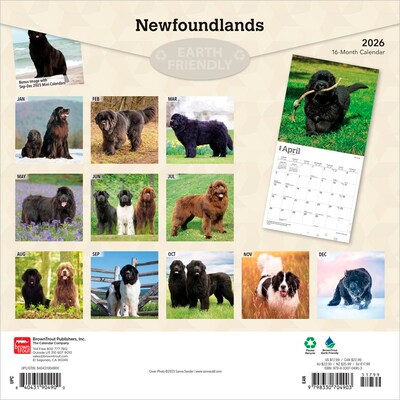 2026 BrownTrout Newfoundlands 12 x 12 Monthly Wall Calendar (9798330704903)