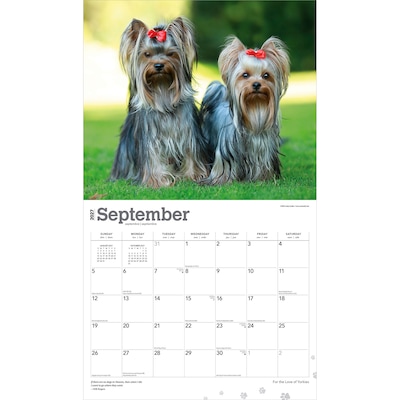 2027 BrownTrout For the Love of Yorkshire Terriers 14" x 12" Monthly Wall Calendar, Assorted Colors (9798330709281)