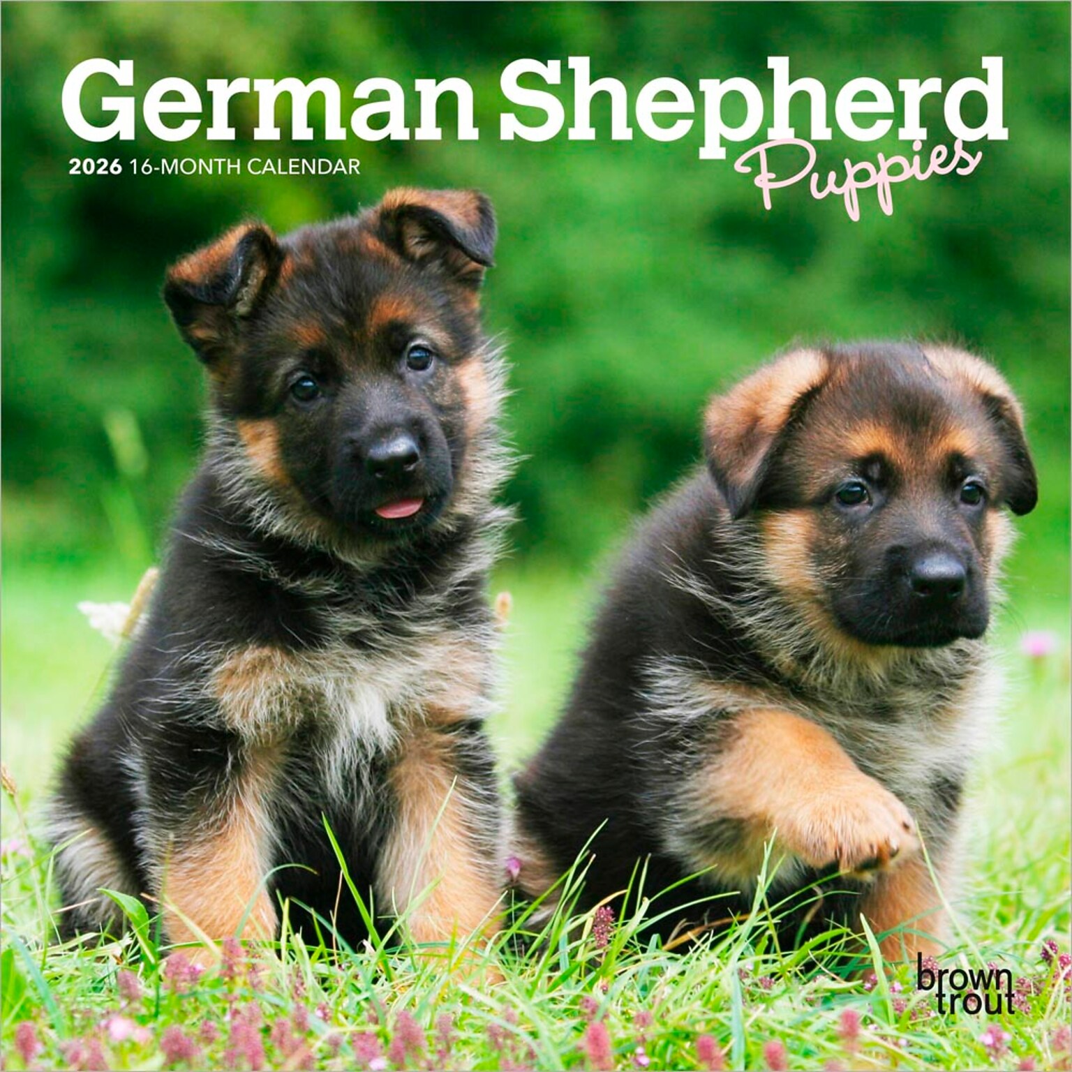 2026 BrownTrout German Shepherd Puppies 7 x 7 Monthly Wall Calendar (9798330703357)