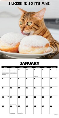 2026 Willow Creek Cat Chat 12" x 12" Monthly Wall Calendar (55700)