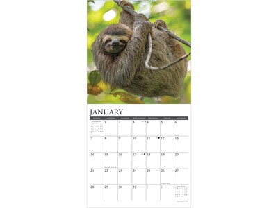 2024 Willow Creek Sloths 12" x 12" Monthly Wall Calendar (35436)